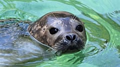 In May: Seals are making a comeback in Belgium.