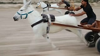 سباق الحمير في البحرين