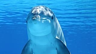 تاثیر آلودگی صوتی بر زندگی دلفین‌ها