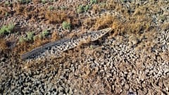 Seca na província de Dhi Qar, Iraque (imagem de arquivo)