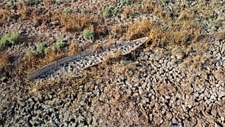 Seca na província de Dhi Qar, Iraque (imagem de arquivo)