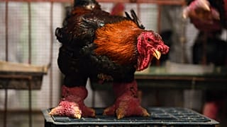 Dong tao chicken 