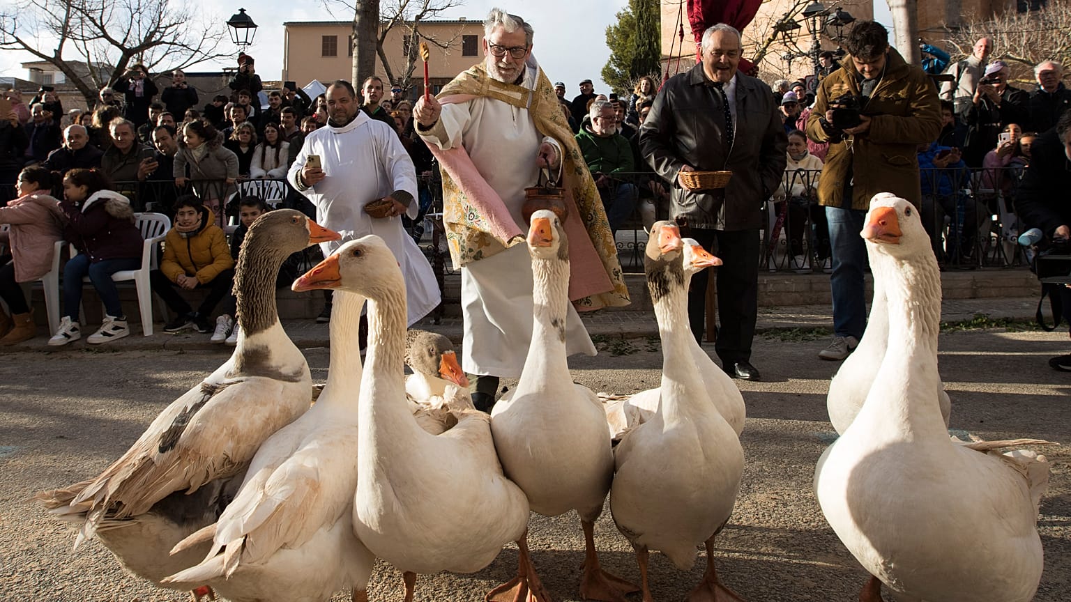 Ein Priester segnet eine Gänseschar während der traditionellen "Beneides" auf Mallorca.