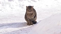 Бездомные животные страдают от арктических холодов в Казахстане.