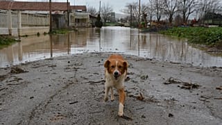 Ζώα συντροφιάς