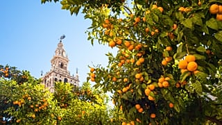 The Cathedral in Seville