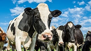 Launched in 2021, the Plant Based Treaty is a grassroots campaign which aims to put food systems at the forefront of tackling climate change.  