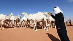 مناداة الجمال في السعودية