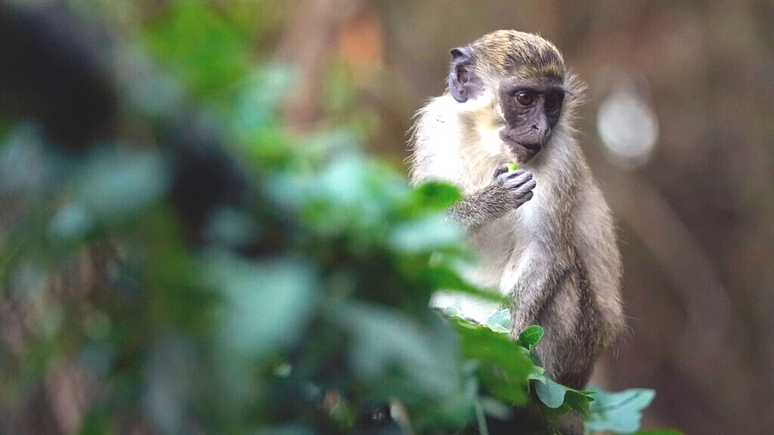 Monkey