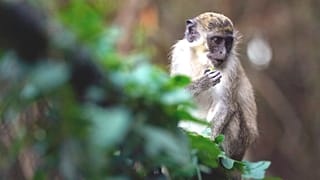 Monkey