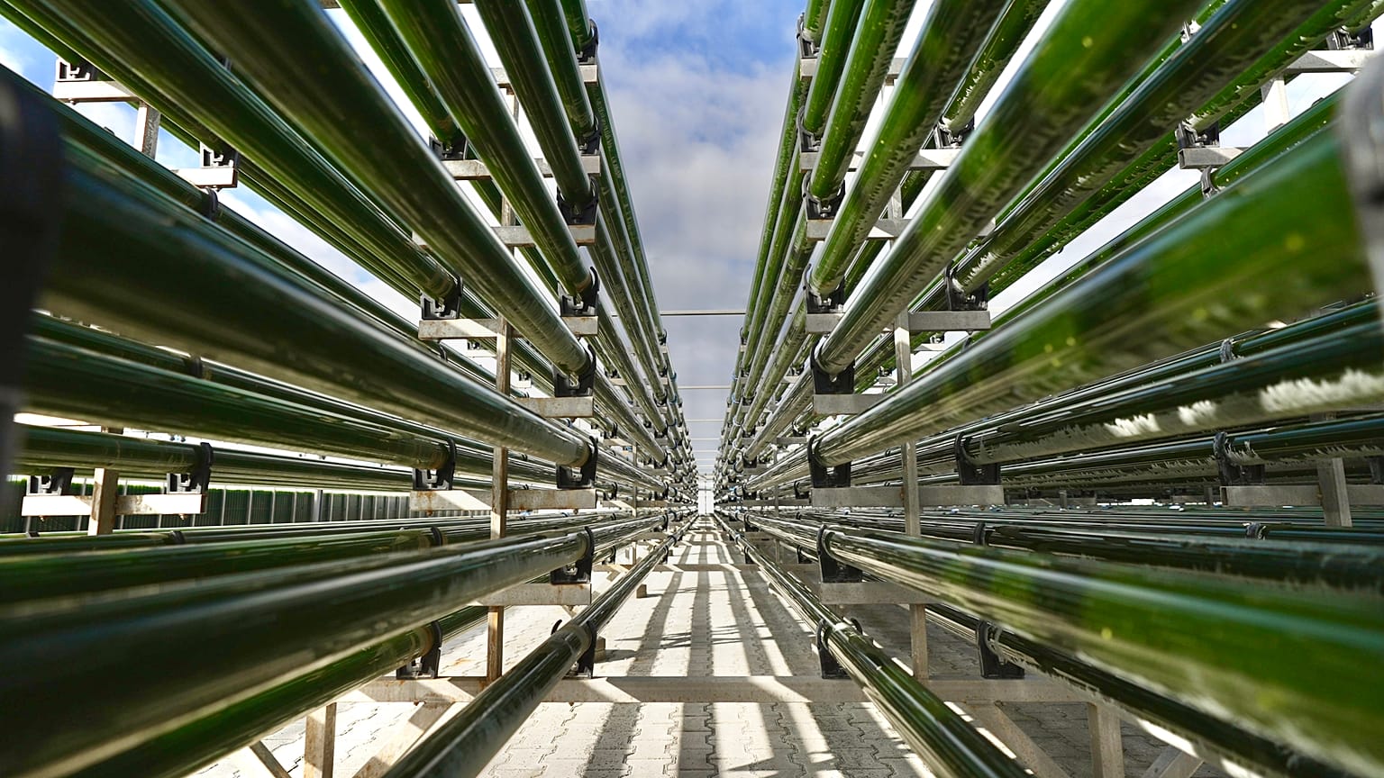 Microalgas marinas | Una alternativa sostenible para la preservación de los océanos