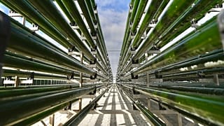 Microalgas marinas | Una alternativa sostenible para la preservación de los océanos