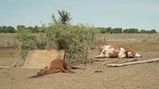 Argentiniens Kühe sterben massenweise wegen der Dürre