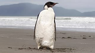 İmparator penguen (arşiv)