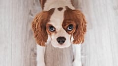Flat-faced dog breeds and cats with folded ears could soon be banned in the Netherlands. 
