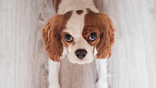 Flat-faced dog breeds and cats with folded ears could soon be banned in the Netherlands.