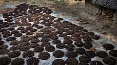 روث البقر 