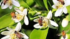 Bees are critical for food security. Can a new EU deal bring them back from the brink?