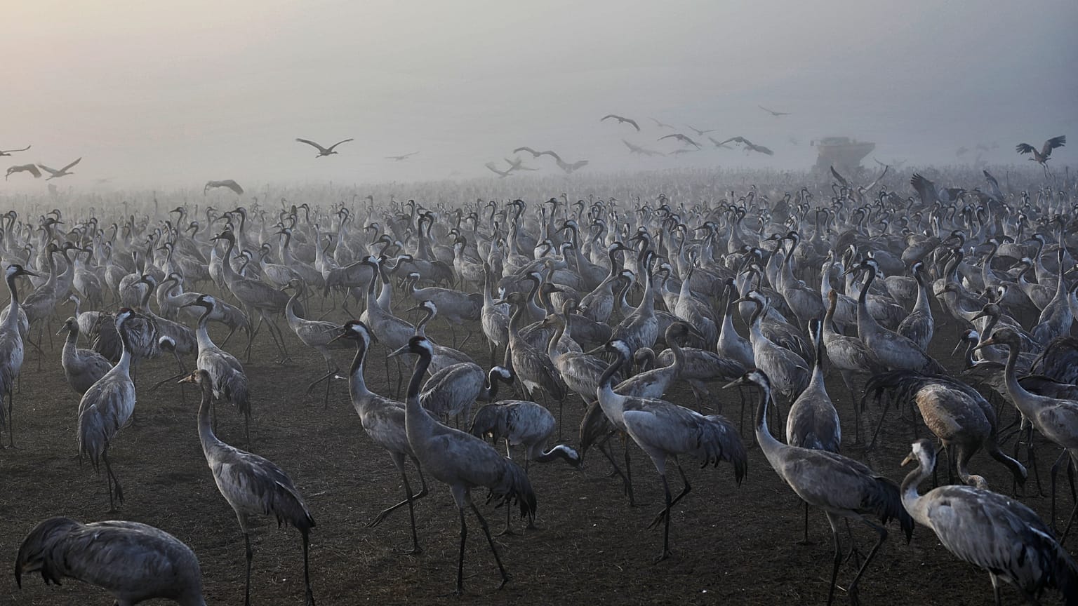 Des grues dans la réserve naturelle du lac Hula, Israël