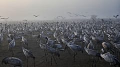 Tausende Kraniche auf der Durchreise in Israel