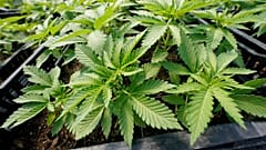 Cannabis im eigenen Gewächshaus - noch nicht in Deutschland