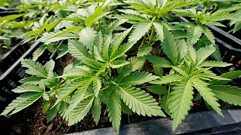 Marijuana plants for the adult recreational market are are seen in a greenhouse at Hepworth Farms in Milton, N.Y., US, July 15, 2022.