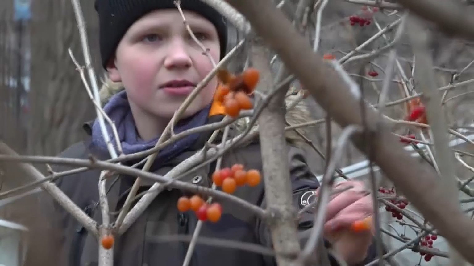 Un alumno de una escuela de Kiev, en Ucrania, recoge fruta para hacer mermelada en clase.