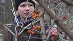 Un alumno de una escuela de Kiev, en Ucrania, recoge fruta para hacer mermelada en clase.