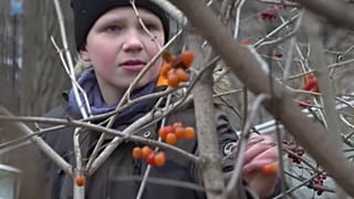 Un alumno de una escuela de Kiev, en Ucrania, recoge fruta para hacer mermelada en clase.