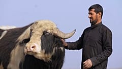 مزراع عراقي في الأهوار.