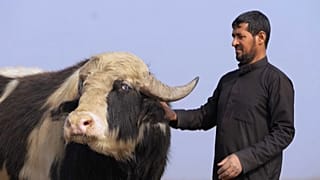 مزراع عراقي في الأهوار.