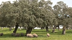 Ist der Ibérico-Schinken in Gefahr? 