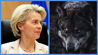 Ursula von der Leyen / A farkas illusztráció