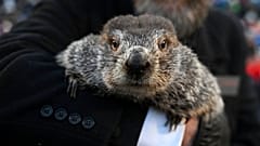 Phil, la marmotte qui prédit la durée de l'hiver