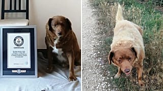 Bobi the dog is an astounding 30 years old.
