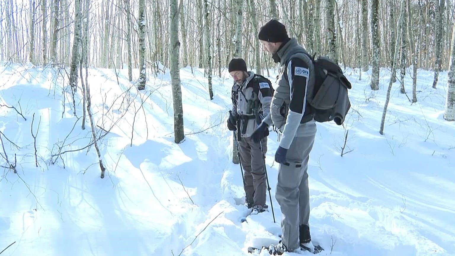 Every winter, officers from France's Office for Biodiversity organise a day of tracking the European grey wolf in the Aubrac.