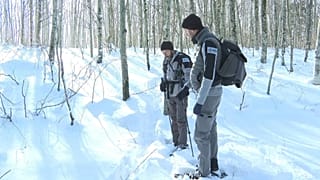 Every winter, officers from France's Office for Biodiversity organise a day of tracking the European grey wolf in the Aubrac.