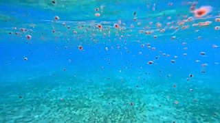 فراشات البحر الأحمر بالساحل الإسرائيلي