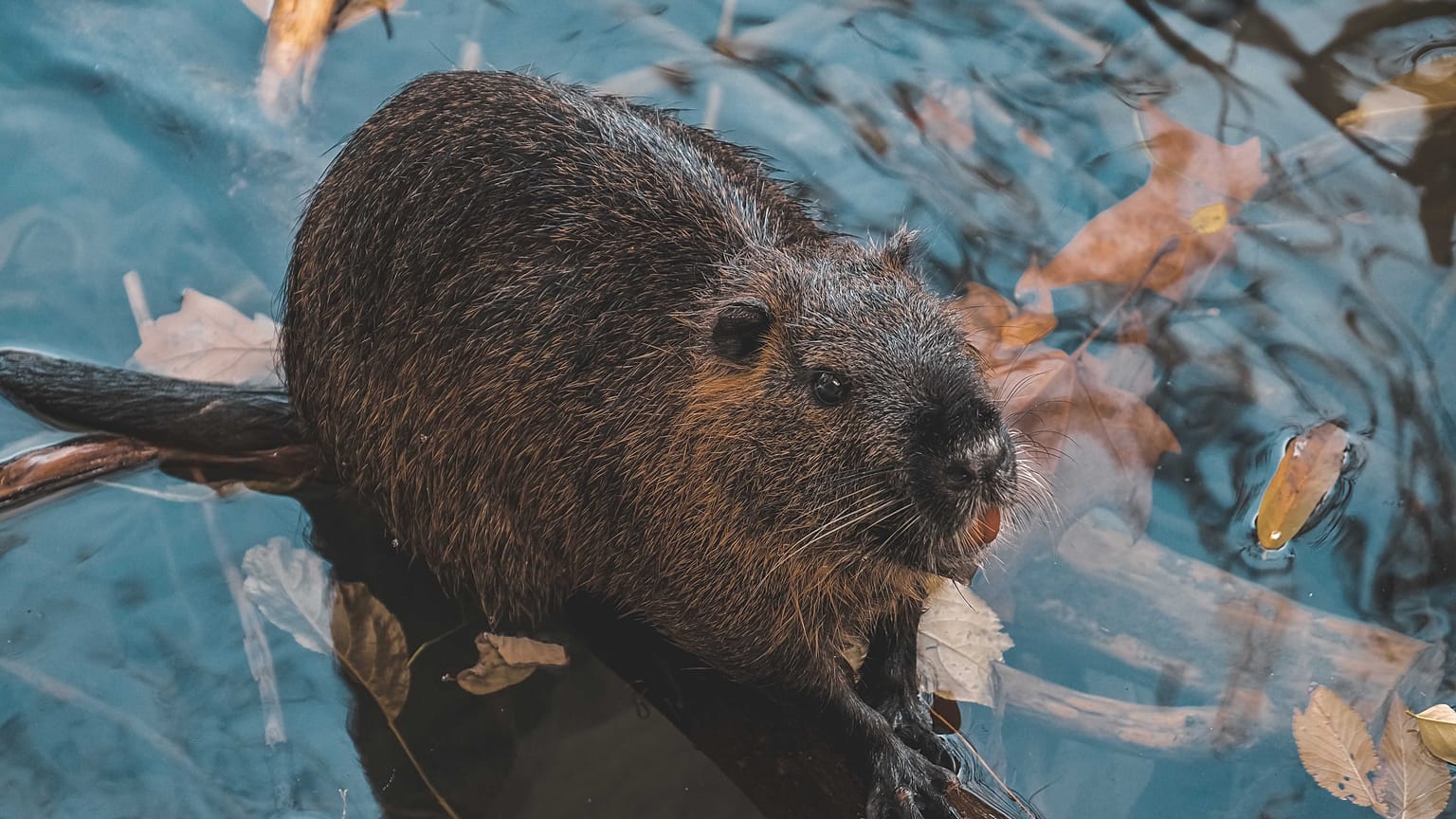 A Eurasian beaver. Europe's largest rodent has been reintroduced to London.