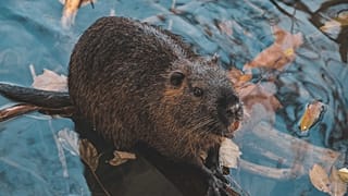 A Eurasian beaver. Europe's largest rodent has been reintroduced to London.