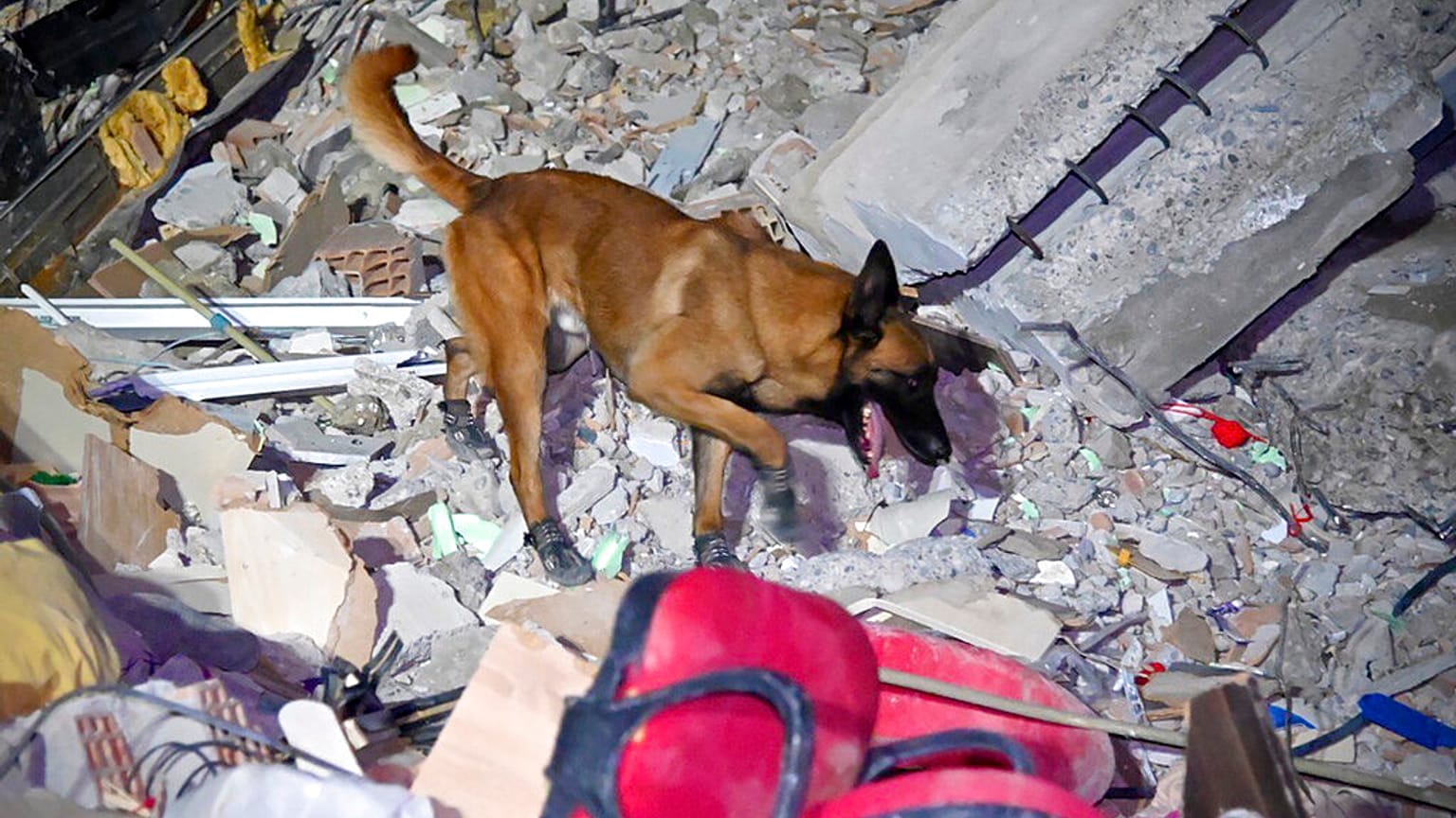 Mehrere Länder entsandten Hunde in die Türkei