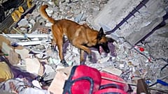 Mehrere Länder entsandten Hunde in die Türkei