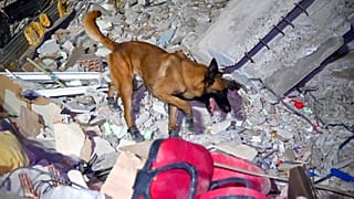 Mehrere Länder entsandten Hunde in die Türkei