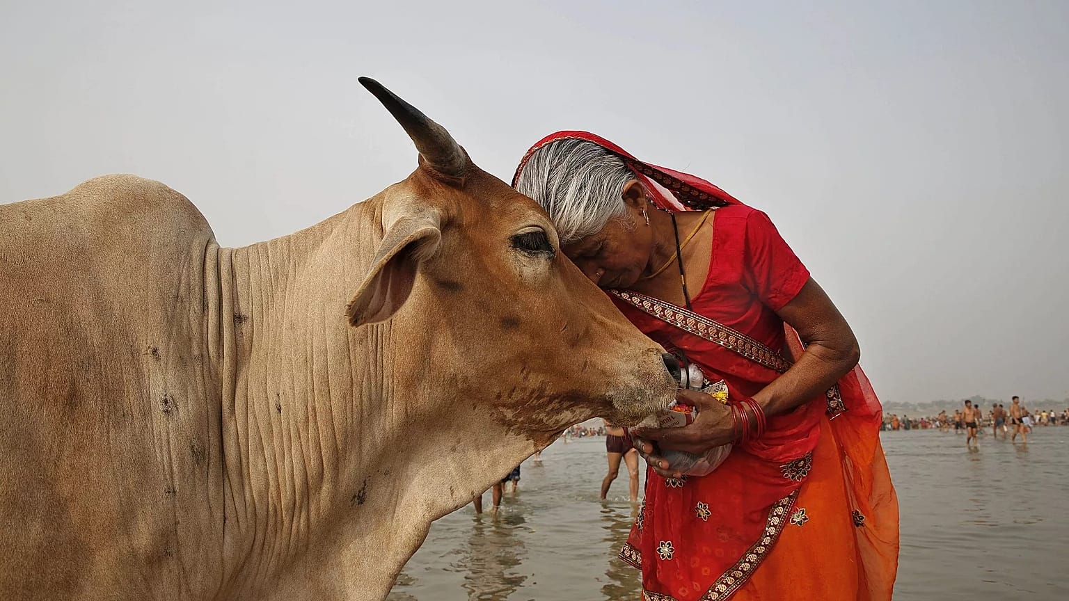 İneğe şefkat gösteren bir Hindu - © Rajesh Kumar Singh/Copyright 2023 The AP. All rights reserved.