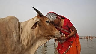 İneğe şefkat gösteren bir Hindu - © Rajesh Kumar Singh/Copyright 2023 The AP. All rights reserved.