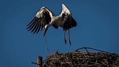Europe's storks used to fly south to Africa's Sahel region to spend the winter, stopping off in Spain along the way. But global warming is cutting their migrations short.