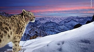 snow leopard
