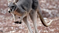 Un canguro australiano en pleno salto.
