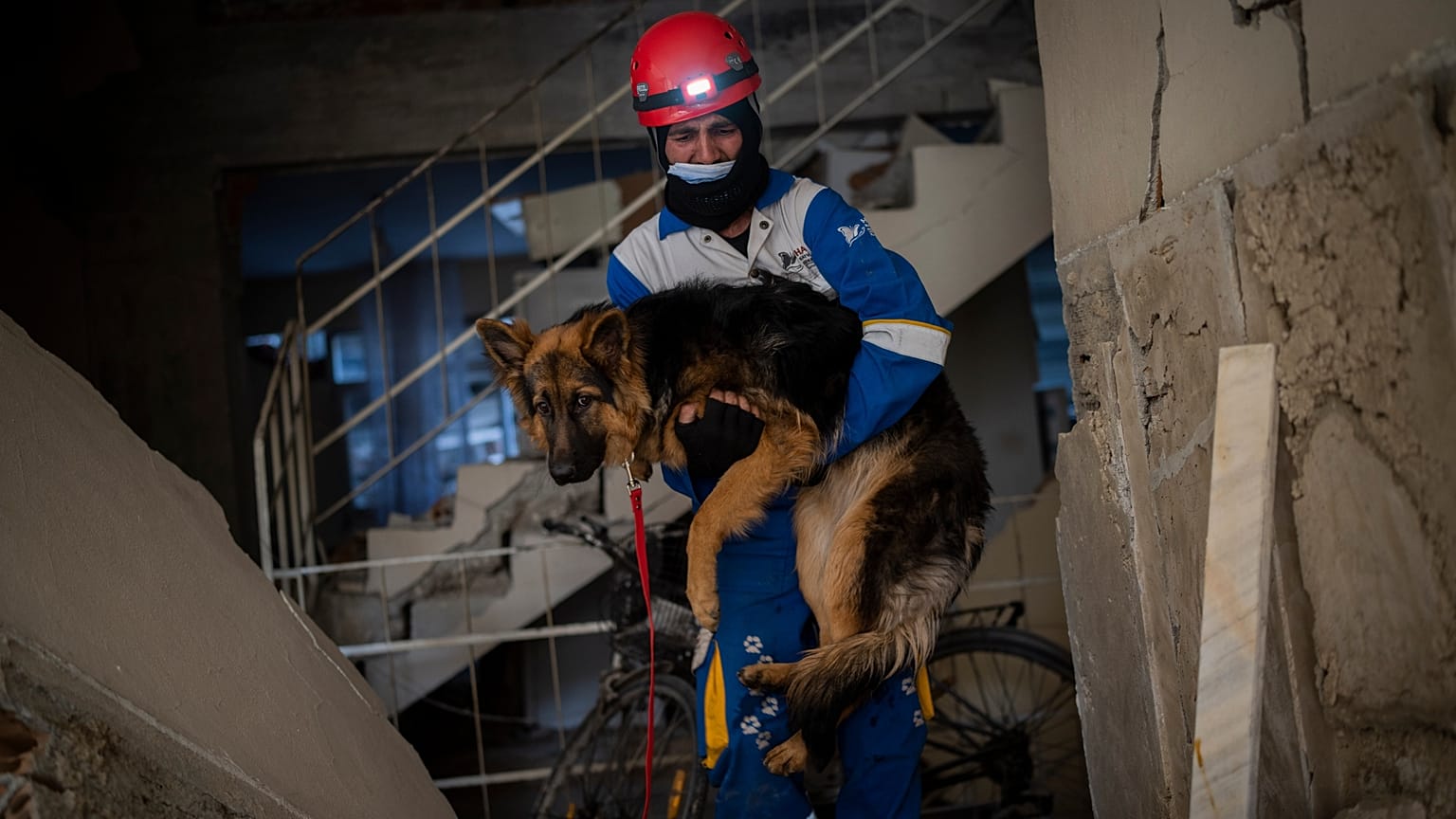 HAYTAP tarafından kurtarılan köpek