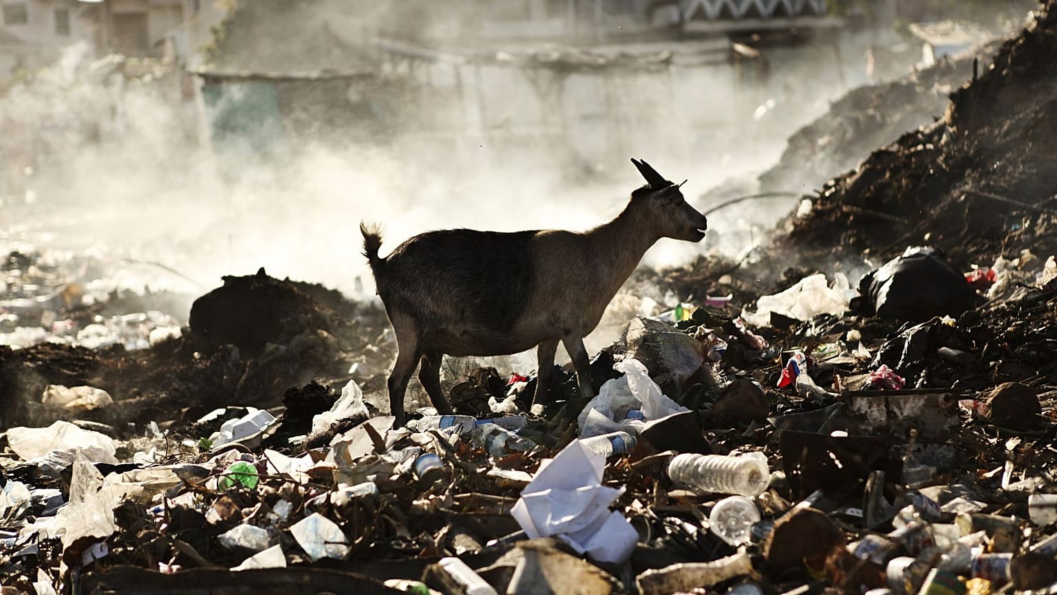 For thousands of years, humans have recorded abnormal animal behaviour in the lead-up to earthquakes. But does it stand up to scrutiny?